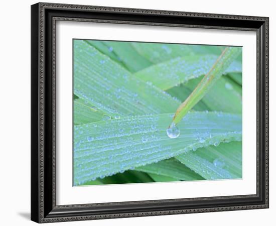 Morning Dew Blades of Grass Covered with Drops-null-Framed Photographic Print