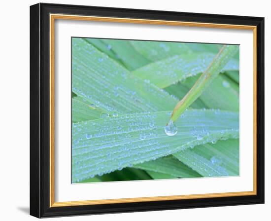 Morning Dew Blades of Grass Covered with Drops-null-Framed Photographic Print