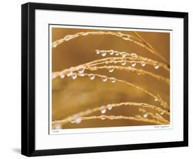 Morning Dew II-Joy Doherty-Framed Giclee Print