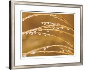 Morning Dew II-Joy Doherty-Framed Giclee Print