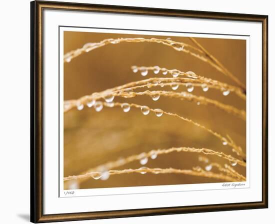 Morning Dew II-Joy Doherty-Framed Giclee Print