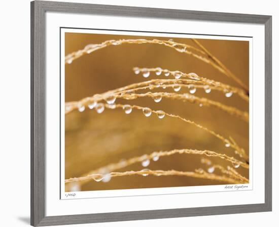 Morning Dew II-Joy Doherty-Framed Giclee Print