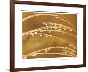 Morning Dew II-Joy Doherty-Framed Giclee Print