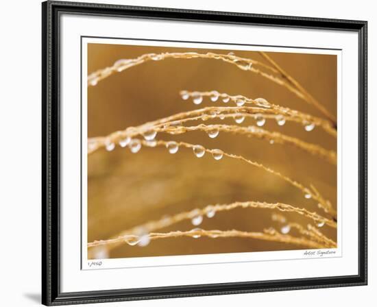 Morning Dew II-Joy Doherty-Framed Giclee Print