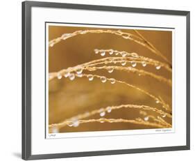Morning Dew II-Joy Doherty-Framed Giclee Print
