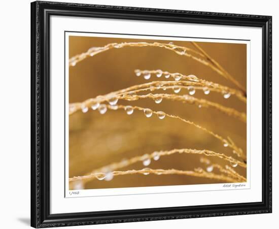 Morning Dew II-Joy Doherty-Framed Giclee Print