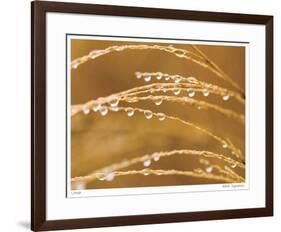 Morning Dew II-Joy Doherty-Framed Giclee Print