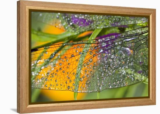 Morning Dew on a Dragonfly Wing-Craig Tuttle-Framed Premier Image Canvas