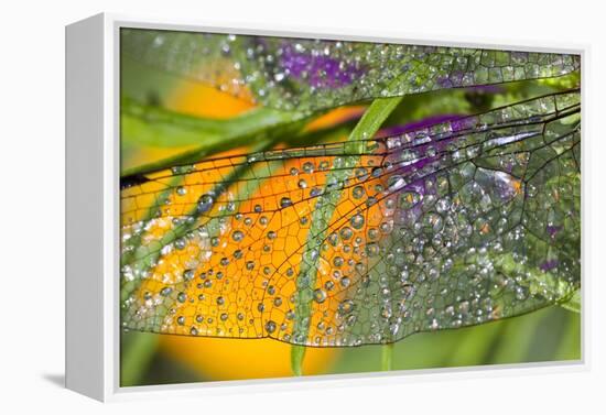 Morning Dew on a Dragonfly Wing-Craig Tuttle-Framed Premier Image Canvas