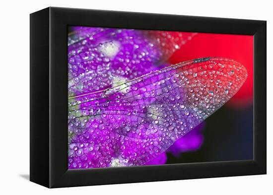 Morning Dew on a Dragonfly Wing-Craig Tuttle-Framed Premier Image Canvas