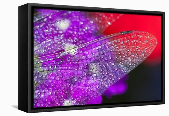 Morning Dew on a Dragonfly Wing-Craig Tuttle-Framed Premier Image Canvas