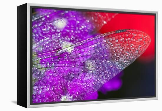 Morning Dew on a Dragonfly Wing-Craig Tuttle-Framed Premier Image Canvas