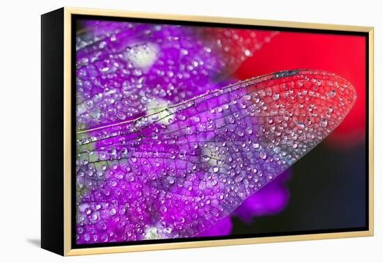 Morning Dew on a Dragonfly Wing-Craig Tuttle-Framed Premier Image Canvas