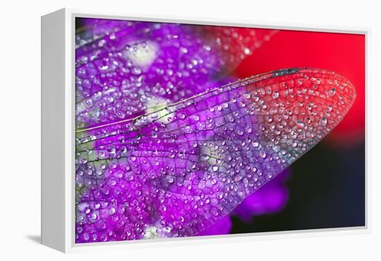 Morning Dew on a Dragonfly Wing-Craig Tuttle-Framed Premier Image Canvas