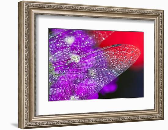 Morning Dew on a Dragonfly Wing-Craig Tuttle-Framed Photographic Print