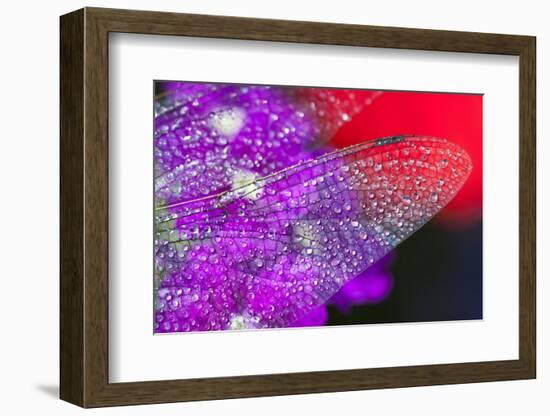 Morning Dew on a Dragonfly Wing-Craig Tuttle-Framed Photographic Print