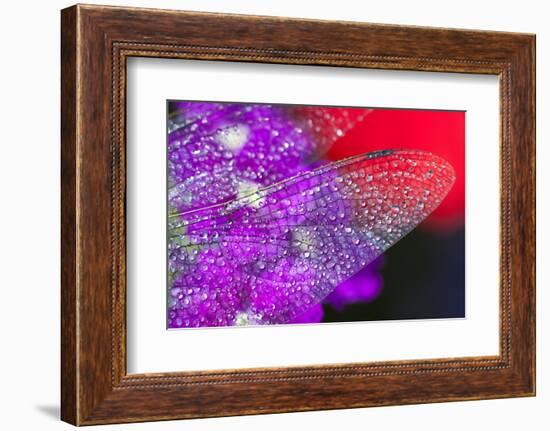 Morning Dew on a Dragonfly Wing-Craig Tuttle-Framed Photographic Print