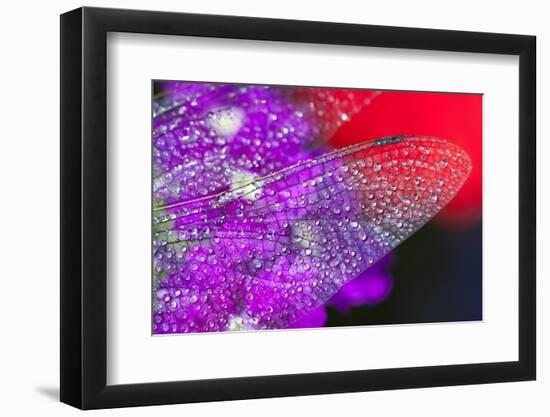 Morning Dew on a Dragonfly Wing-Craig Tuttle-Framed Photographic Print