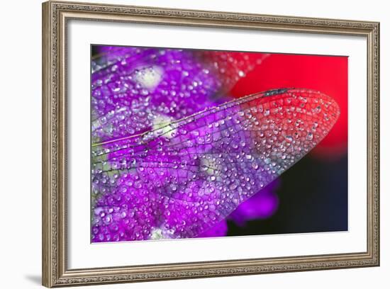 Morning Dew on a Dragonfly Wing-Craig Tuttle-Framed Photographic Print