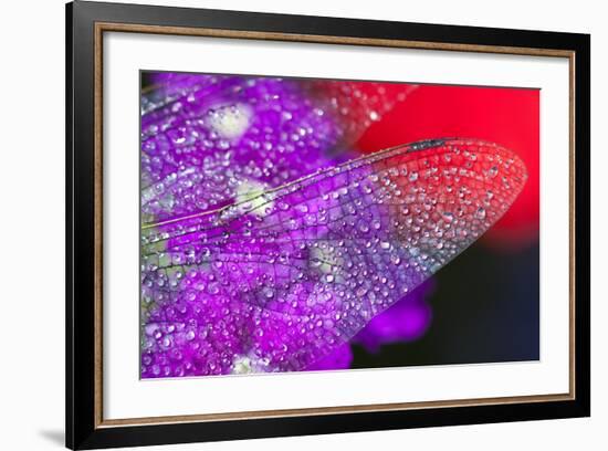 Morning Dew on a Dragonfly Wing-Craig Tuttle-Framed Photographic Print