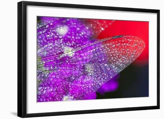 Morning Dew on a Dragonfly Wing-Craig Tuttle-Framed Photographic Print