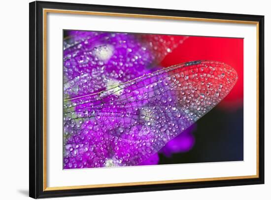 Morning Dew on a Dragonfly Wing-Craig Tuttle-Framed Photographic Print