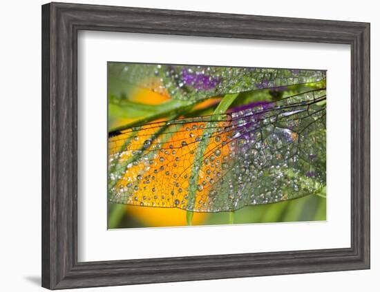 Morning Dew on a Dragonfly Wing-Craig Tuttle-Framed Photographic Print