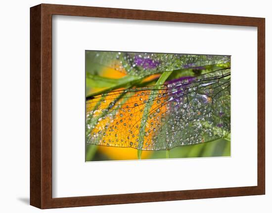 Morning Dew on a Dragonfly Wing-Craig Tuttle-Framed Photographic Print