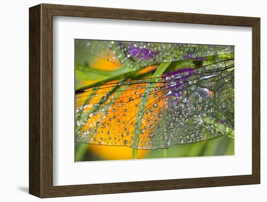 Morning Dew on a Dragonfly Wing-Craig Tuttle-Framed Photographic Print