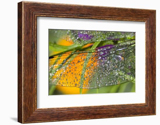 Morning Dew on a Dragonfly Wing-Craig Tuttle-Framed Photographic Print