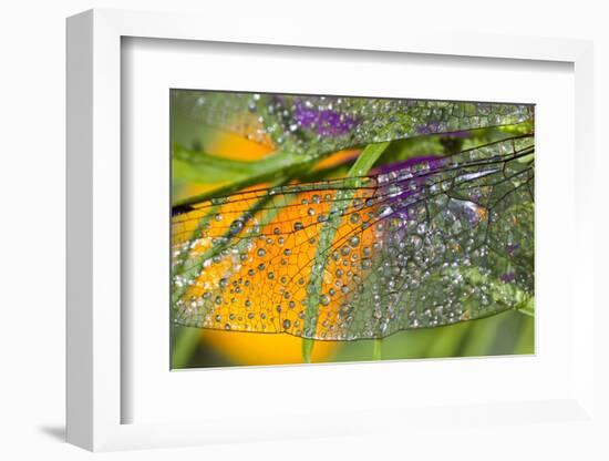 Morning Dew on a Dragonfly Wing-Craig Tuttle-Framed Photographic Print