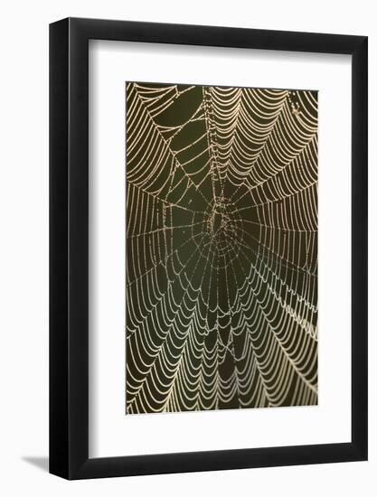 Morning dew on a spider web, Cameron Prairie National Wildlife Refuge, Louisiana-Maresa Pryor-Framed Photographic Print