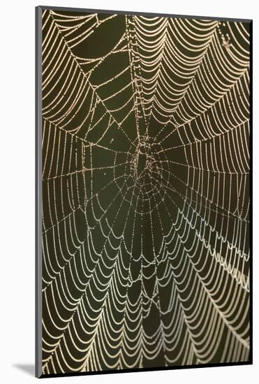 Morning dew on a spider web, Cameron Prairie National Wildlife Refuge, Louisiana-Maresa Pryor-Mounted Photographic Print