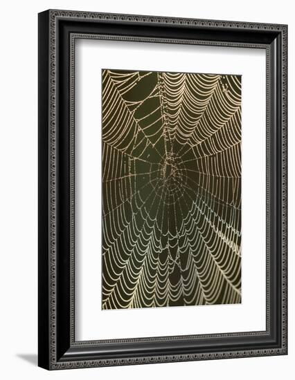 Morning dew on a spider web, Cameron Prairie National Wildlife Refuge, Louisiana-Maresa Pryor-Framed Photographic Print