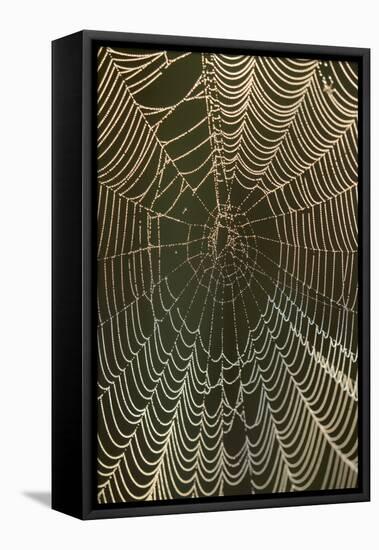 Morning dew on a spider web, Cameron Prairie National Wildlife Refuge, Louisiana-Maresa Pryor-Framed Premier Image Canvas