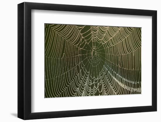 Morning dew on a spider web, Cameron Prairie National Wildlife Refuge, Louisiana-Maresa Pryor-Framed Photographic Print