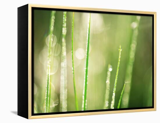 Morning Dew on Grass Leaves-null-Framed Premier Image Canvas