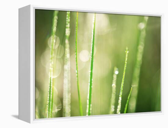 Morning Dew on Grass Leaves-null-Framed Premier Image Canvas