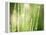 Morning Dew on Grass Leaves-null-Framed Premier Image Canvas