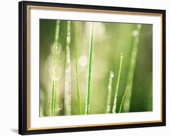 Morning Dew on Grass Leaves-null-Framed Photographic Print