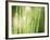 Morning Dew on Grass Leaves-null-Framed Photographic Print