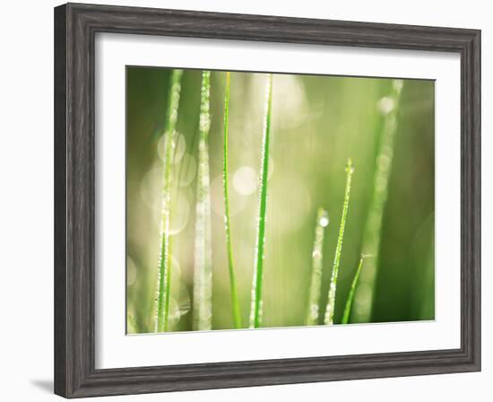 Morning Dew on Grass Leaves-null-Framed Photographic Print