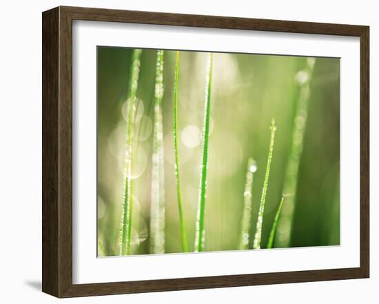 Morning Dew on Grass Leaves-null-Framed Photographic Print