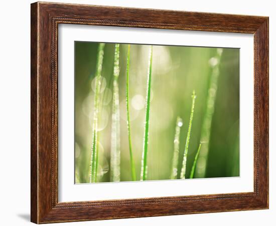 Morning Dew on Grass Leaves-null-Framed Photographic Print
