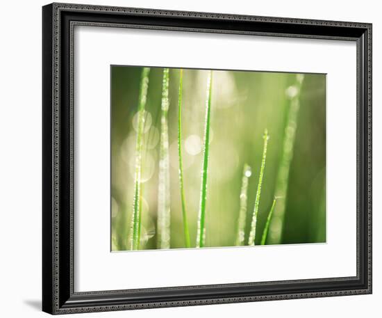 Morning Dew on Grass Leaves-null-Framed Photographic Print