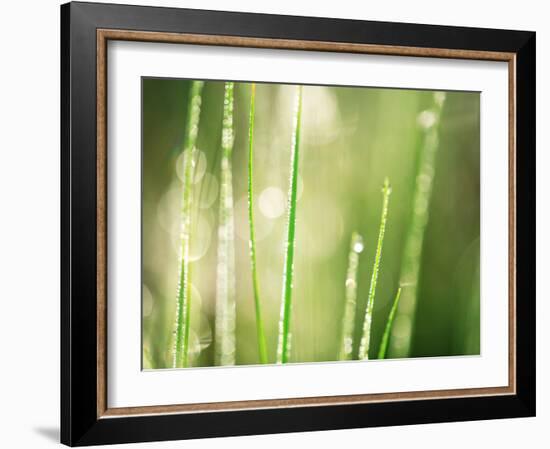 Morning Dew on Grass Leaves--Framed Photographic Print