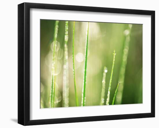 Morning Dew on Grass Leaves--Framed Photographic Print