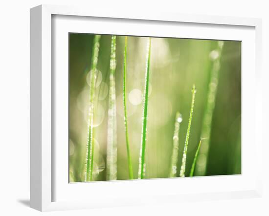 Morning Dew on Grass Leaves-null-Framed Photographic Print