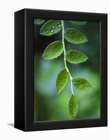 Morning Dew on Red Huckleberry-Ethan Welty-Framed Premier Image Canvas