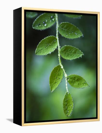 Morning Dew on Red Huckleberry-Ethan Welty-Framed Premier Image Canvas